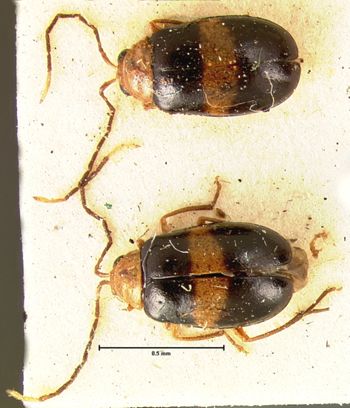 Media type: image; Entomology 18405   Aspect: habitus dorsal view